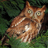 What do screech-owls eat?