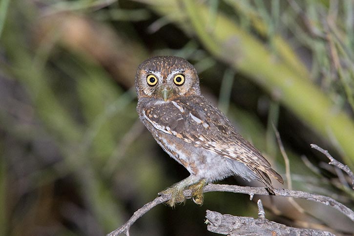 Side view of an Elf Owl looking at us from a small branch by Greg Lasley