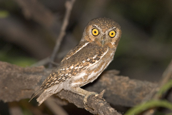 Side view of an Elf Owl looking at us by Greg Lasley