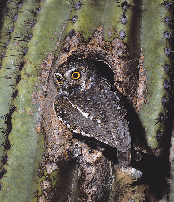 Elf Owl at a nest hole in a cactus by Rick & Nora Bowers