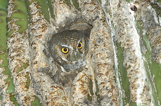 Elf Owl looking out of a nest hole in a cactus by Rick & Nora Bowers