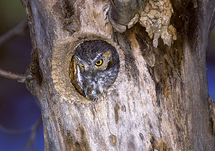Elf Owl looking out of a nest hole in a tree by Rick & Nora Bowers