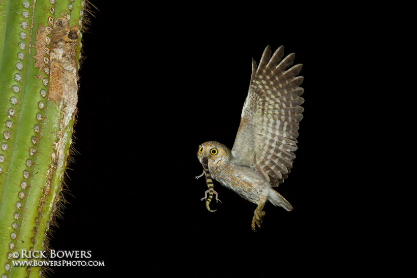 Elf Owl flies to its nest with a lizard in its beak by Rick & Nora Bowers