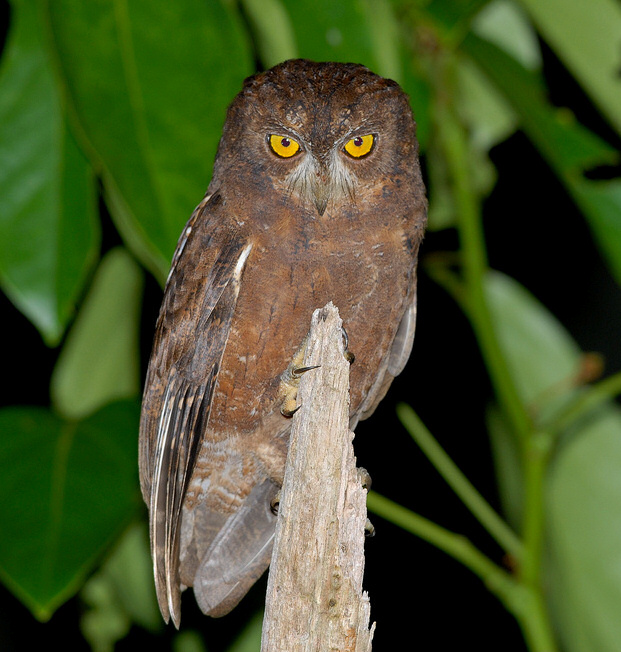 Enggano Scops Owl perches at the tip of a broken branch by Bram Demeulemeester