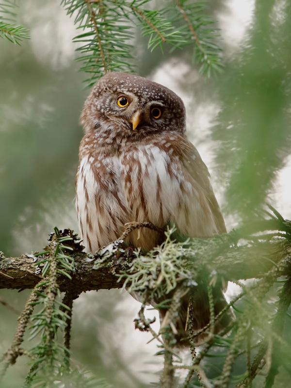 Eurasian Pygmy Owl looks at us with its head tilted by Assaf Gavra