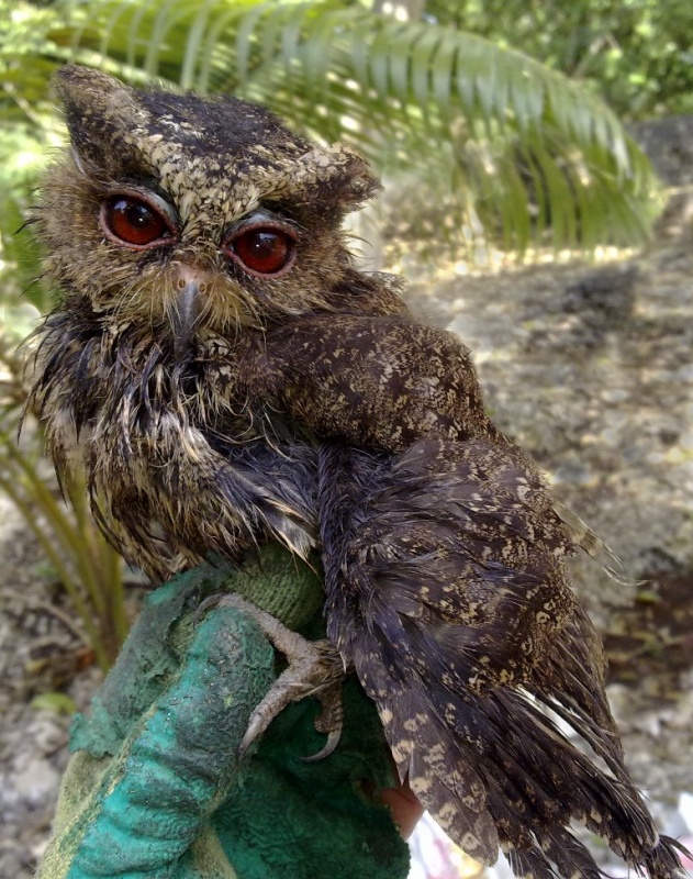 Wet Everett's Scops Owl rescued from water by W.N.