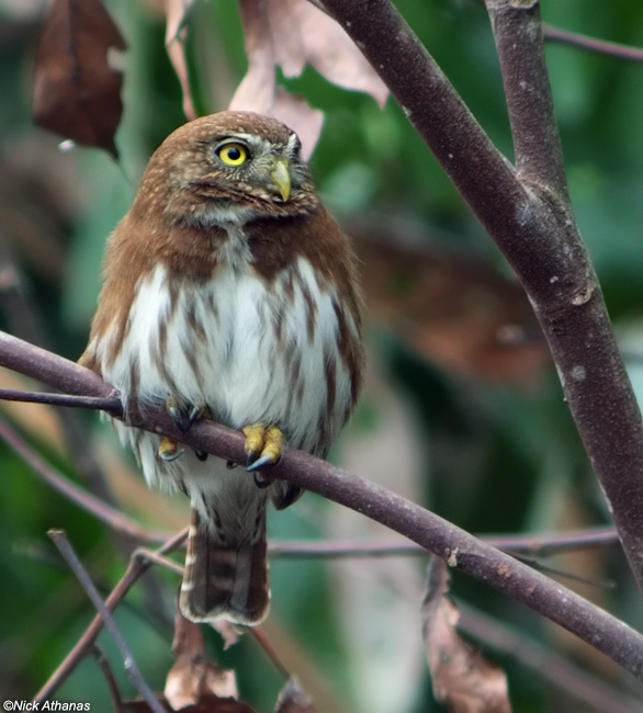 Ferruginous Pygmy Owl sits on a branch looking sidways by Nick Athanas