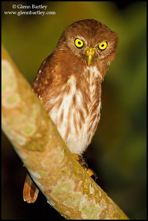 Ferruginous Pygmy Owl looks down from a branch at night by Glenn Bartley
