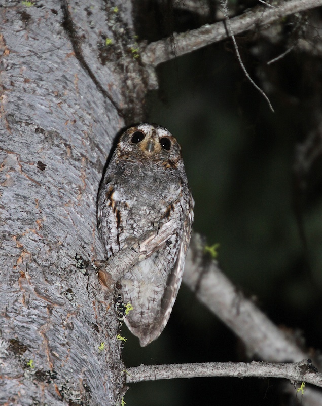 Flammulated Owl perched on a broken branch viewed from below by Kameron Perensovich