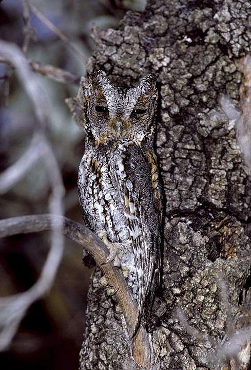 Flammulated Owl stands erect on a branch close to the trunk of a tree by Rick & Nora Bowers