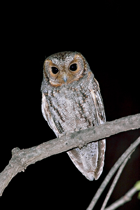 Wide-eyed Flammulated Owl perched on a branch at night by Rick & Nora Bowers