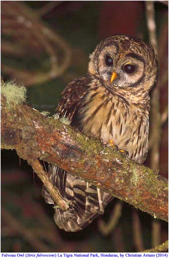 Fulvous Owl perched on a mossy branch at night by Christian Artuso