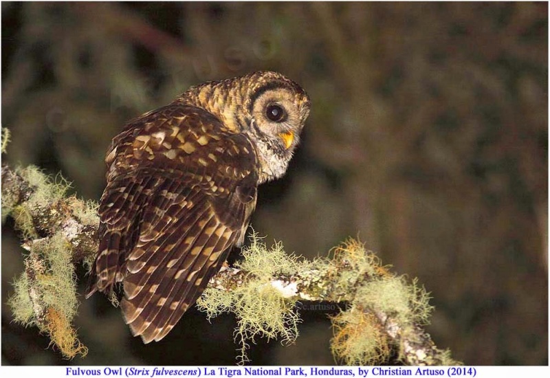 Rear view of a Fulvous Owl singing at night by Christian Artuso