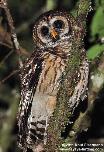 Fulvous Owl grasps a vertical branch at night by Knut Eisermann