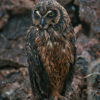 Galápagos Short-eared Owl