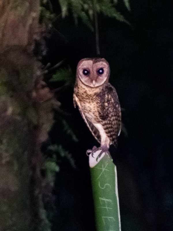 Golden Masked Owl perched on a marker post at night by Markus Lagerqvist