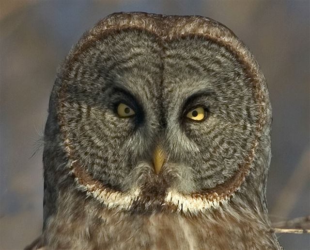 Facial close-up view of a Great Grey Owl by Neil Brazier