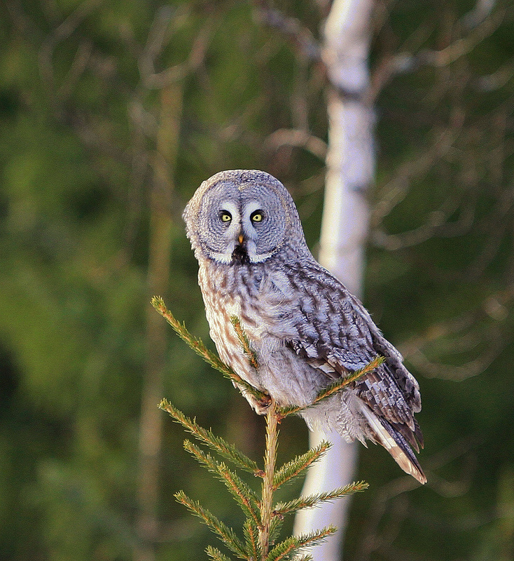 Great Grey Owl perched on twigs at the top of a tree by S.P. Bhargav