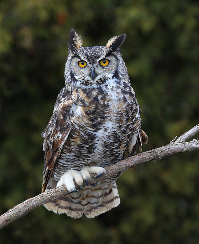 Great Horned Owl perched on a branch out in the open by Ashley Hockenberry
