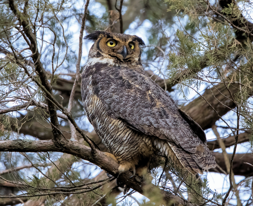 Side view of a Great Horned Owl looking back over its shoulder by Edward J Plaskon