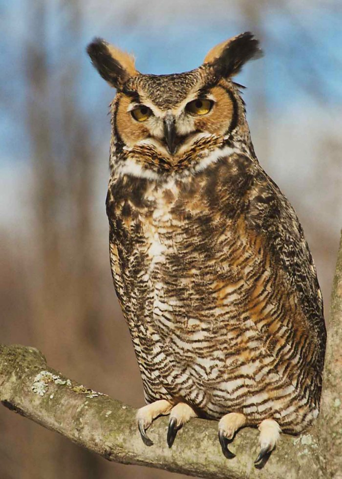 Close view of a magnificent Great Horned Owl perched on a branch by Janice Laurencelle