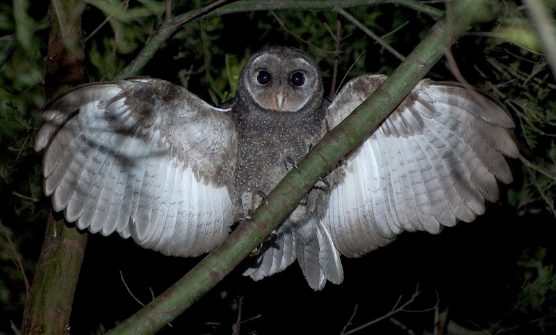 A perched Greater Sooty Owl with its wings outstretched by Richard Jackson