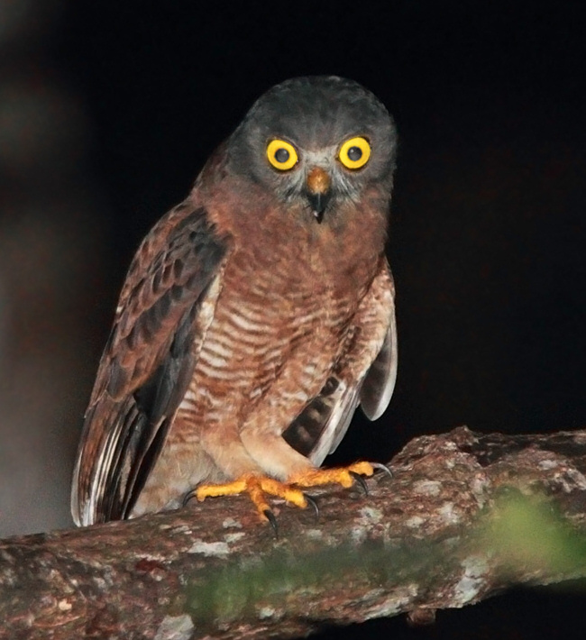 Halmahera Boobook stands on a thick branch at night by Rob Hutchinson