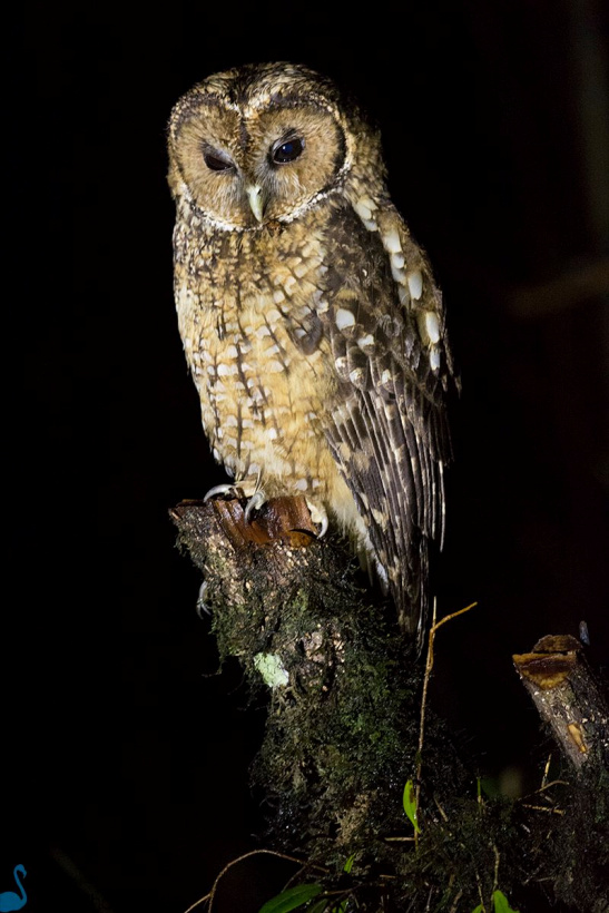 Himalayan Wood Owl perched on a tree stump at night by Aseem Kothiala