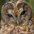 Himalayan Wood Owl