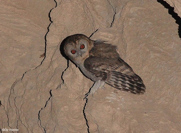 Desert Owl standing on the ground looking back at us by Oz Horine