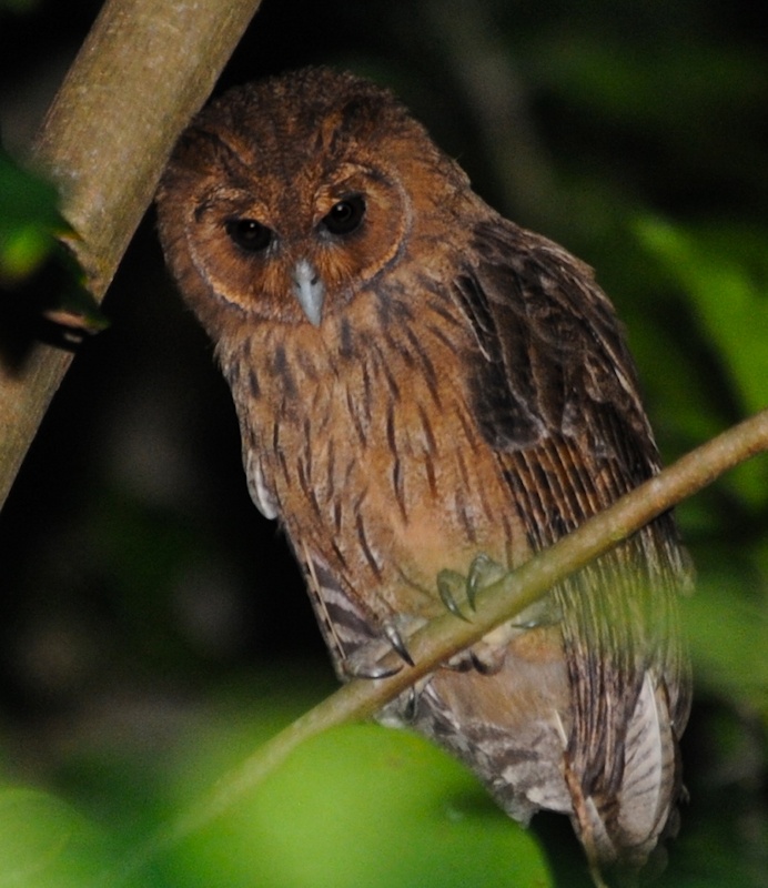 Jamaican Owl looks down from a thin branch at night by Alan Van Norman