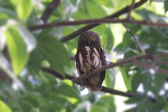 Javan Owlet perched in foliage looking straight at us by James Eaton