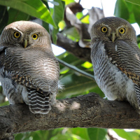 Jungle Owlet