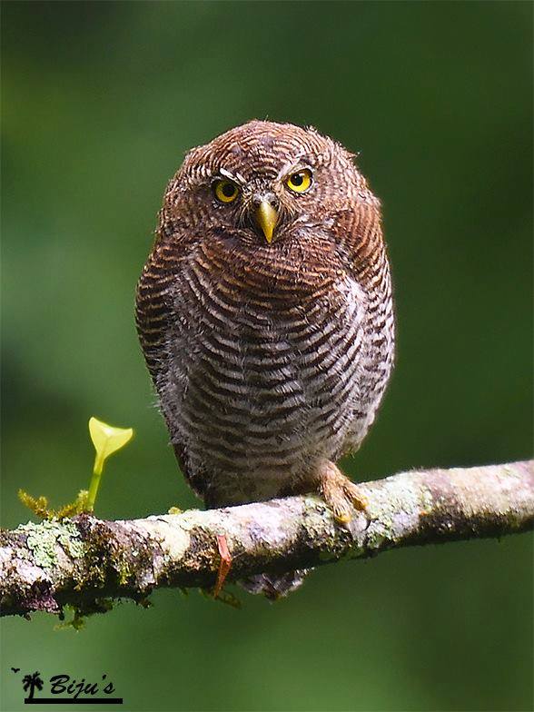 Close view of a Jungle Owlet staring intently by Biju PB