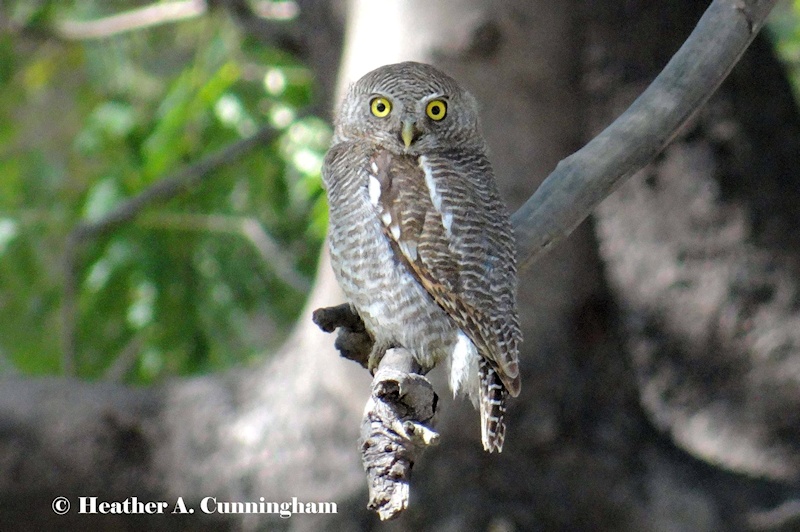 Side view of a Jungle Owlet looking straight at us by Heather Cunningham