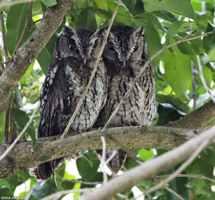 Two Koepcke's Screech Owls roosting together on a branch by Nick Athanas