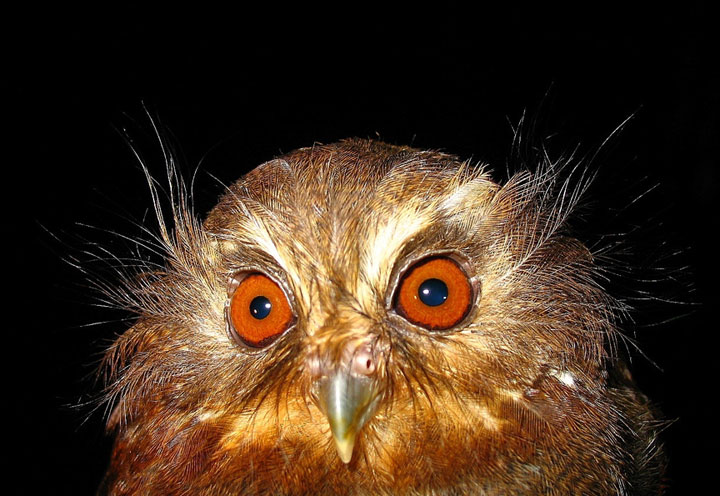 Close up of the face of a Long-whiskered Owlet by David Geale