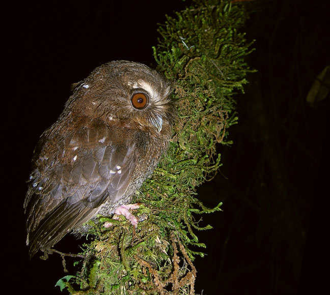 Side view of a Long-whiskered Owlet at night by David Geale