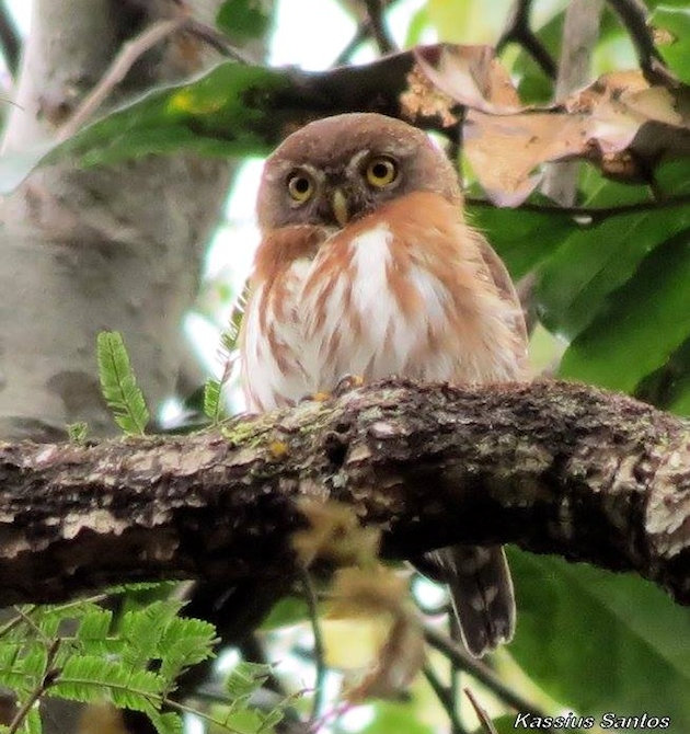 Least Pygmy Owl perched on a branch staring ahead by Kassius Santos