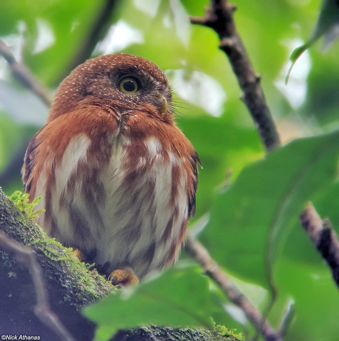 Least Pygmy Owl perched on a thick branch looking sideways by Nick Athanas