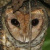 Moluccan Masked Owl