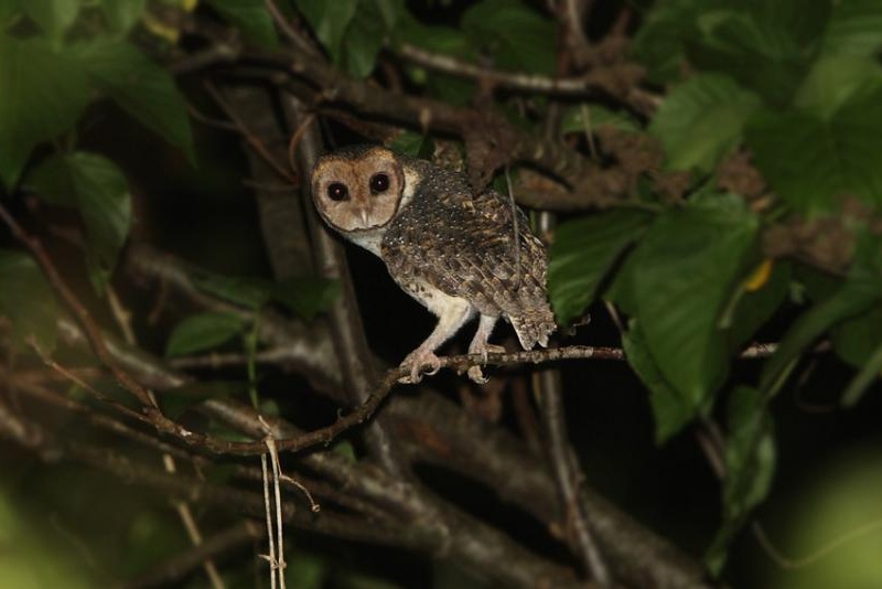 Moluccan Masked Owl looks back from its perch by James Eaton