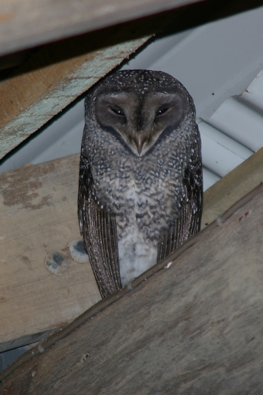 A sleepy Lesser Sooty Owl at roost in the rafters of a shed by Deane Lewis