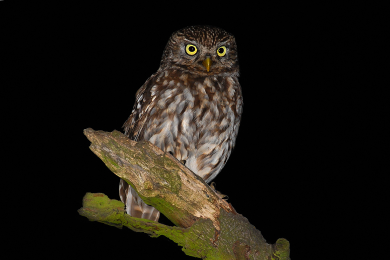 Little Owl perched on a broken branch at night by Cezary Korkosz