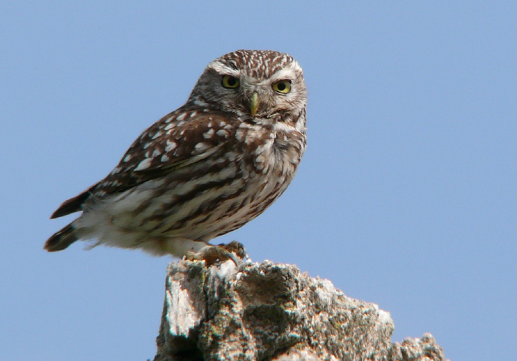 Side view of a Little Owl looking at us by Javier Remirez