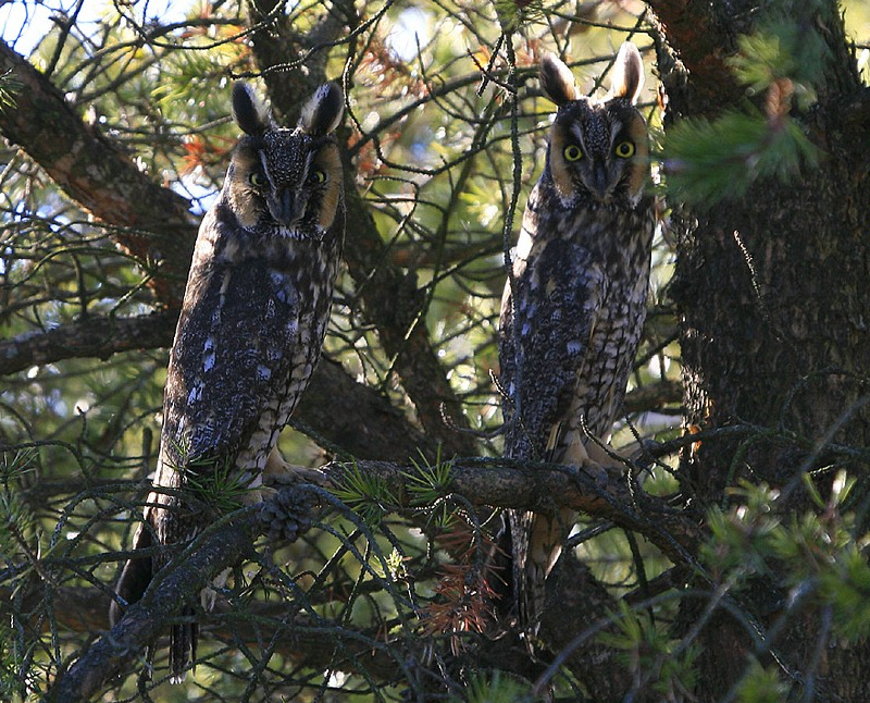 Two Long-eared Owl at roost together by Art Mcleod