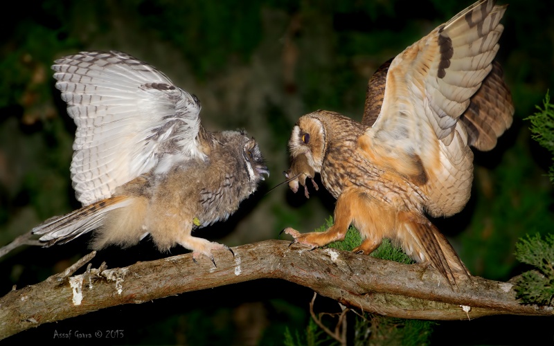 A young Long-eared Owl is about to receive food from its parent by Assaf Gavra
