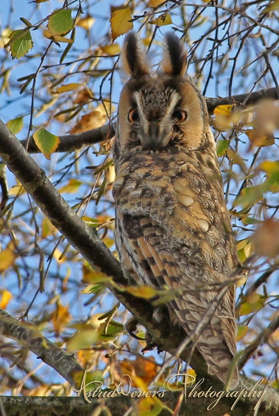 Long-eared Owl at roost in the foliage by Astrid Wevers