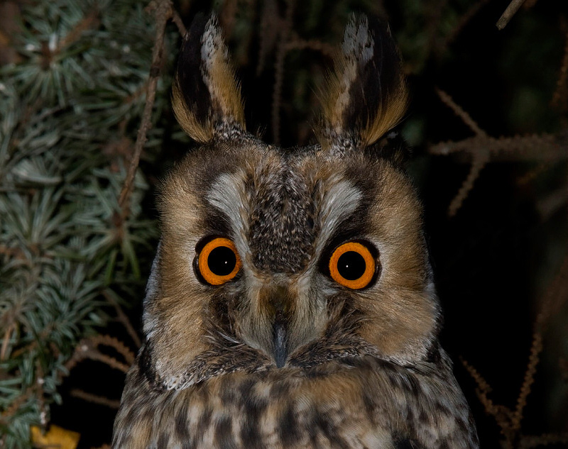 Close facial view of a Long-eared Owl by Cezary Korkosz