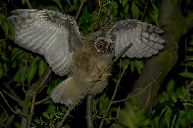 Young Long-eared Owl climbs a small branch with its wings spread by Cezary Korkosz